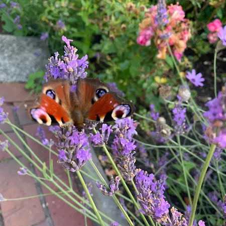 Am Dom Hotel Schleswig