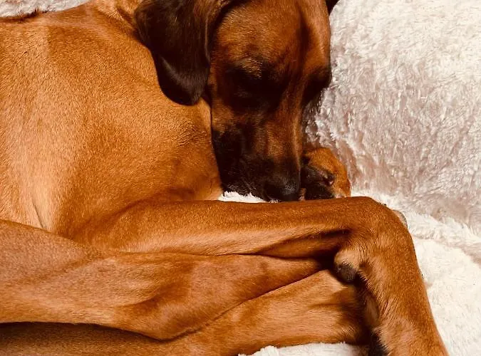 Am Dom Hotel Schleswig