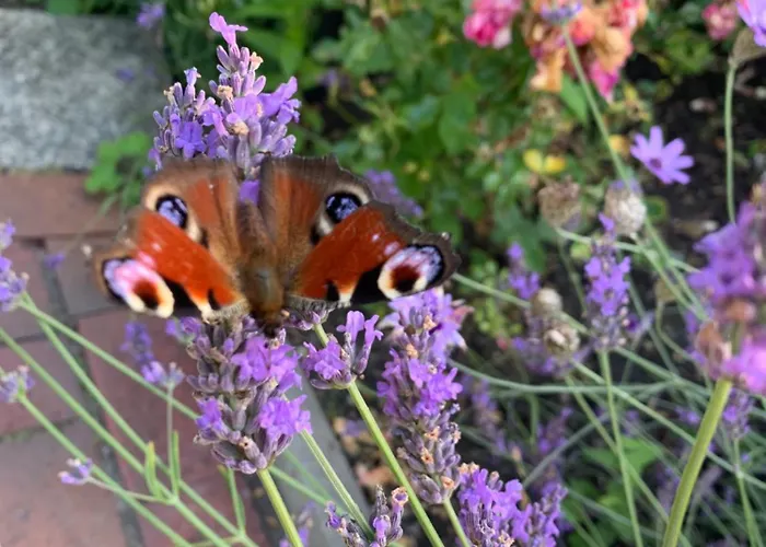 Am Dom Hotel Schleswig